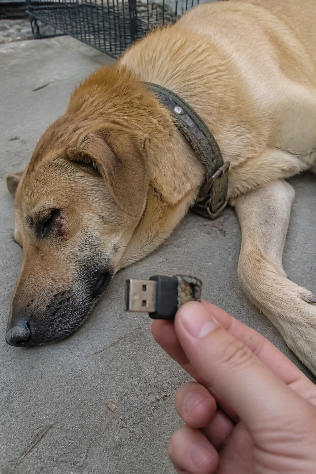 Yaralı Köpeğin Tasmasından Çıkan USB: Sokakta Beni Bekleyen Sır